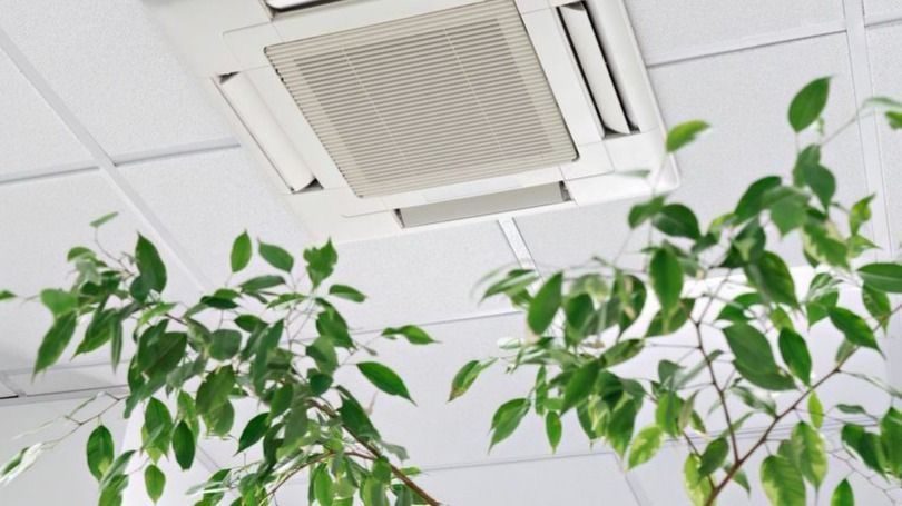 Ceiling air vent above leafy indoor plants in an office space.