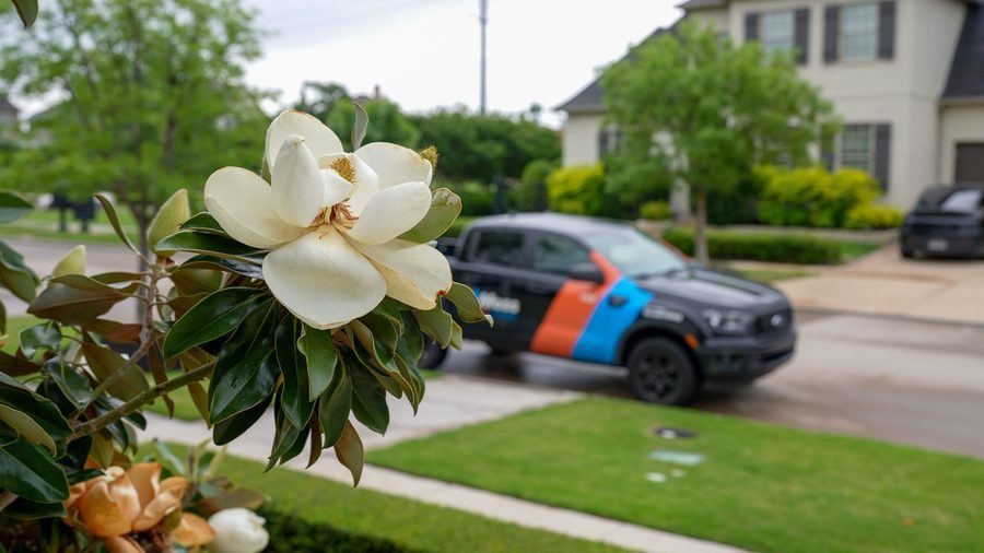 Close-up of a white magnolia flower in the foreground; a blue-and-orange striped service vehicle is blurred in a suburban street scene behind it.