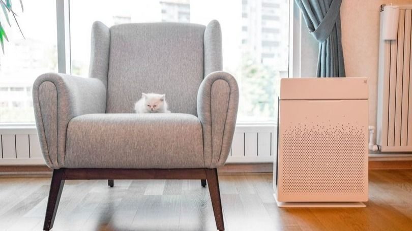 White cat resting on a light gray armchair in a sunlit living room with a pink air purifier nearby on the wooden floor.